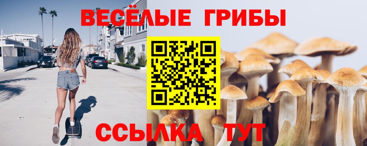 Шали  Псилоцибиновые грибы Psilocybine cubensis  где найти   Вход с VPN 